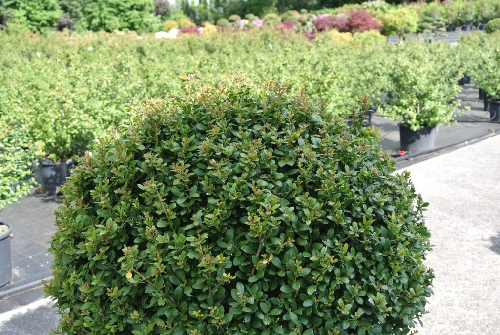 Berg-Ilex – ein guter Ersatz für Buchsbaum » Pflanzenhof ...